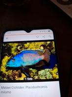 Gezocht  placidochromis milomo man volwassen, Vis