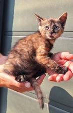 Kitten te koop (vrouwtje), Dieren en Toebehoren, Katten en Kittens | Overige Katten, Poes, Kortharig, 0 tot 2 jaar