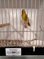 Kanarie mannen agaat geel intensief en agaat geel schimmel, Mannelijk, Kleurkanarie