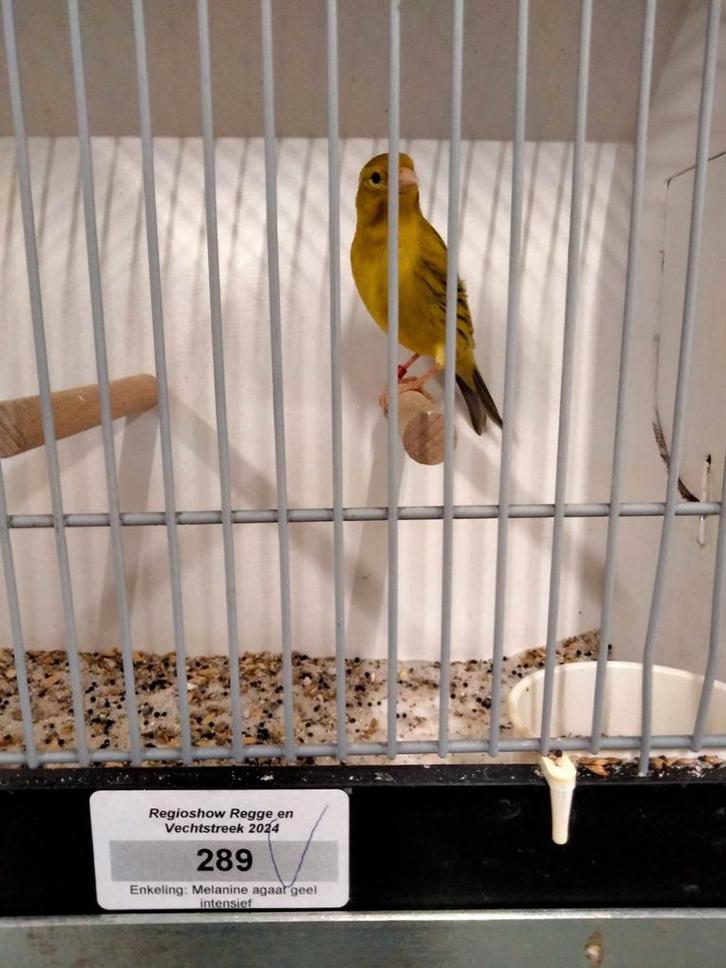 Kanarie mannen agaat geel intensief en agaat geel schimmel, Dieren en Toebehoren, Vogels | Kanaries, Kleurkanarie, Mannelijk