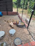 Muskuseend kuikens, Dieren en Toebehoren
