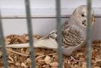 0-1 Grasparkiet bont cinnamon 2025, Dieren en Toebehoren, Vogels | Overige Vogels, Vrouwelijk, Tropenvogel