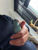 Forpus, Dieren en Toebehoren, Meerdere dieren, Parkiet, Geringd