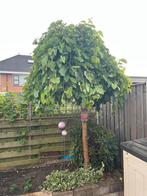 Treur moerbei boom (morus alba ‘pendula’. 2,40 mtr hoog., Ophalen, Lente, 100 tot 250 cm, Treurboom