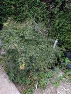 mooie Japanse esdoorn met prachtige stam, Ophalen of Verzenden