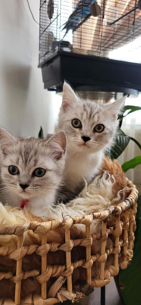 Britse & Ragdoll katten, Dieren en Toebehoren, Katten en Kittens | Raskatten | Korthaar