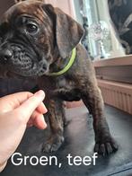 Prachtige Cane Corso pups, Overige rassen, 8 tot 15 weken, Meerdere, Meerdere dieren