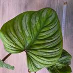 Philodendron Mamei, Ophalen of Verzenden, Halfschaduw, Minder dan 100 cm