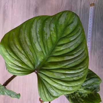 Philodendron Mamei beschikbaar voor biedingen