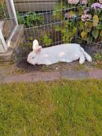 Ram en voedster, Dieren en Toebehoren, Meerdere dieren, Klein, 6 tot 8 jaar