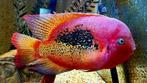 Mooi koppel Vieja Biffasciatus Chacamax, Dieren en Toebehoren, Vissen | Aquariumvissen, Vis