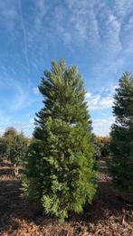 Sequoiadendron giganteum in verschillende maten, Ophalen of Verzenden, Volle zon, Overige soorten
