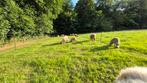 Nog een paar mooie, correcte lammeren te koop., Dieren en Toebehoren, Schapen, Geiten en Varkens, Meerdere dieren, Schaap