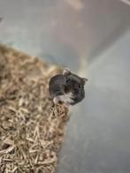 2 zwarte dwerghamsters , 5 weken, Hamster, Meerdere dieren, Tam, September