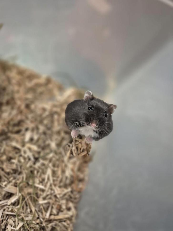 2 zwarte dwerghamsters , 5 weken, Dieren en Toebehoren, Knaagdieren, Meerdere dieren, Hamster, September, Tam