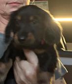 Mooi kaninchen, Kaninchen, België, Particulier, Rabiës (hondsdolheid)