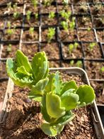 Sedum spectabile ‘Stardust’, Ophalen, Bodembedekkers, Volle zon, Vaste plant