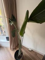 Strelitzia Nicolai plant 155-180cm, Ophalen, In pot, Halfschaduw, 150 tot 200 cm