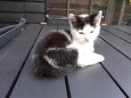 Kittens, Dieren en Toebehoren, Katten en Kittens | Overige Katten