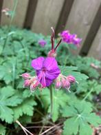 Geranium, Tuin en Terras, Planten | Tuinplanten, Halfschaduw, Zomer, Bodembedekkers, Ophalen of Verzenden