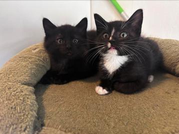 Kitten beschikbaar voor biedingen