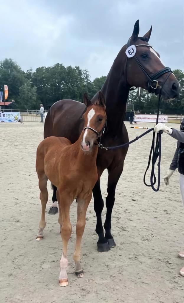 Jaarling hengst v Extreme US, Dieren en Toebehoren, Paarden, Hengst, 0 tot 2 jaar, Dressuurpaard