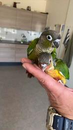 Pyrrhura SUPER TAM Nu te reserveren, Dieren en Toebehoren, Vogels | Parkieten en Papegaaien, Geslacht onbekend, Parkiet, Tam