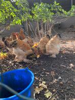 Brahma, Dieren en Toebehoren, Mannelijk, Kip