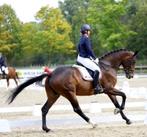 Super brave merrie (Z2 dressuur), Merrie, 175 cm of meer, Z, Dressuurpaard