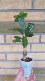 Cactus Opuntia Jamaica, Ophalen of Verzenden, Minder dan 100 cm, In pot, Cactus