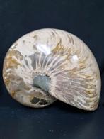 Grote Nautilus ammoniet, Ophalen of Verzenden, Mineraal
