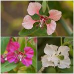 Zaden amandelroosje mix roze/wit/zalm (Clarkia unguiculata), Ophalen of Verzenden, Voorjaar, Volle zon, Zaad