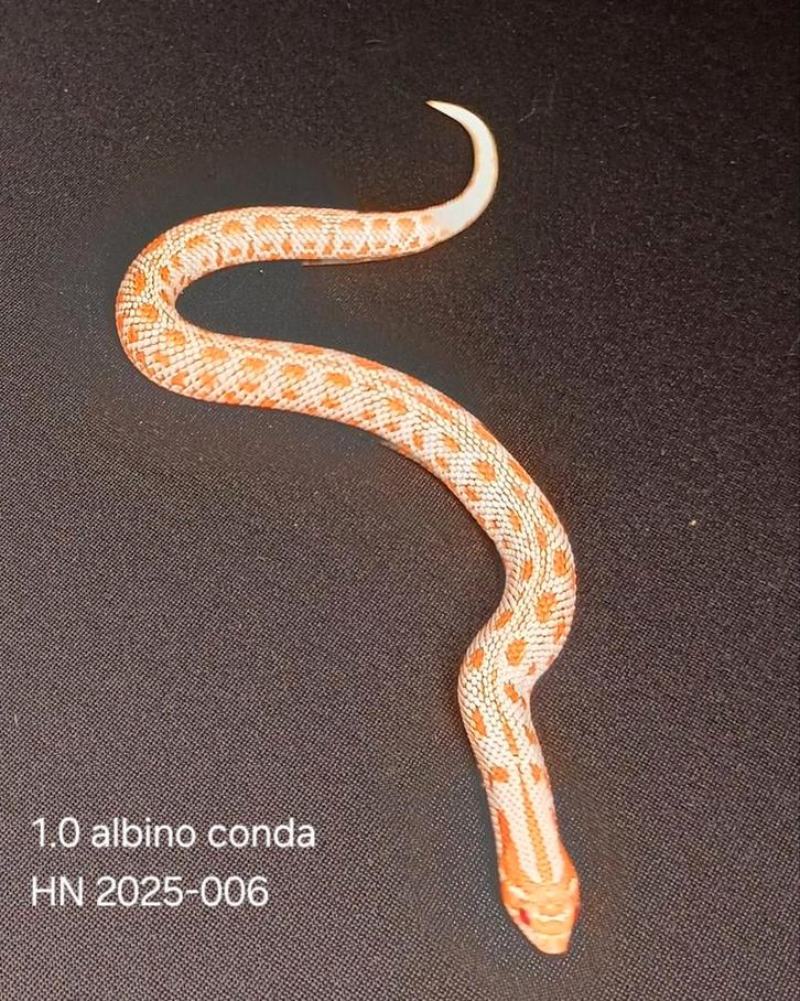 Albino Conda Haakneus 2025 man