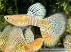 🟡Uniek in Nederland, Galaxy Blond Multicolor Tail Guppen🟡, Vis, Zoetwatervis, Schoolvis
