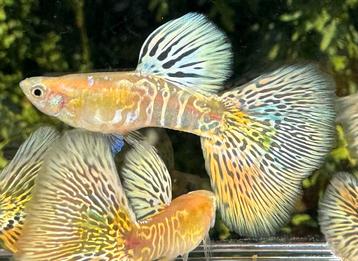 🟡Uniek in Nederland, Galaxy Blond Multicolor Tail Guppen🟡 beschikbaar voor biedingen