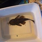 Borstelneus algeneter, Dieren en Toebehoren, Vissen | Aquariumvissen, Vis, Zoetwatervis