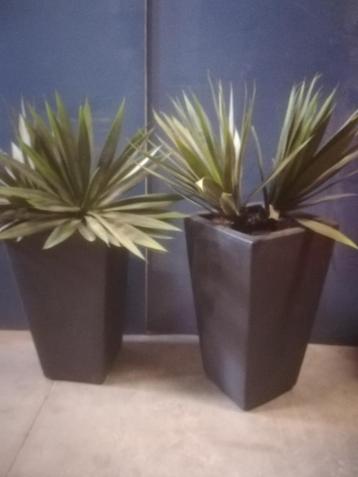 2 potten met elk 2 cactus vetplanten kunstplanten 