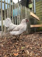 2st. Lavender Araucana hennen 07-24’  aan de leg, Dieren en Toebehoren, Pluimvee, Vrouwelijk, Kip