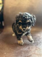 Mini toy poedel x mini koreaanse bichon frise ‘poochon’, Poedel, Parvo, Reu, 8 tot 15 weken