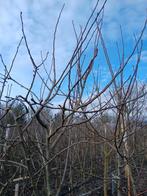 Kruidenierspeer,  vroege oogst ecologisch stoofpeer st remy, Tuin en Terras, Planten | Tuinplanten, Ophalen, Eenjarig, Groenteplanten