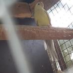 2 jonge roodruggen, roodrugparkieten, Dieren en Toebehoren, Vogels | Parkieten en Papegaaien, Vrouwelijk, Parkiet