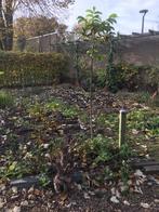 Walnotenboompje, Ophalen, Volle zon, Overige soorten, Minder dan 100 cm