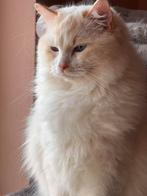 Prachtige red lynx bicolor ragdoll dekkater
