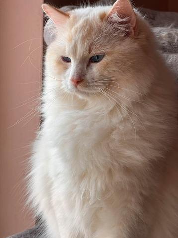 Prachtige red lynx bicolor ragdoll dekkater beschikbaar voor biedingen