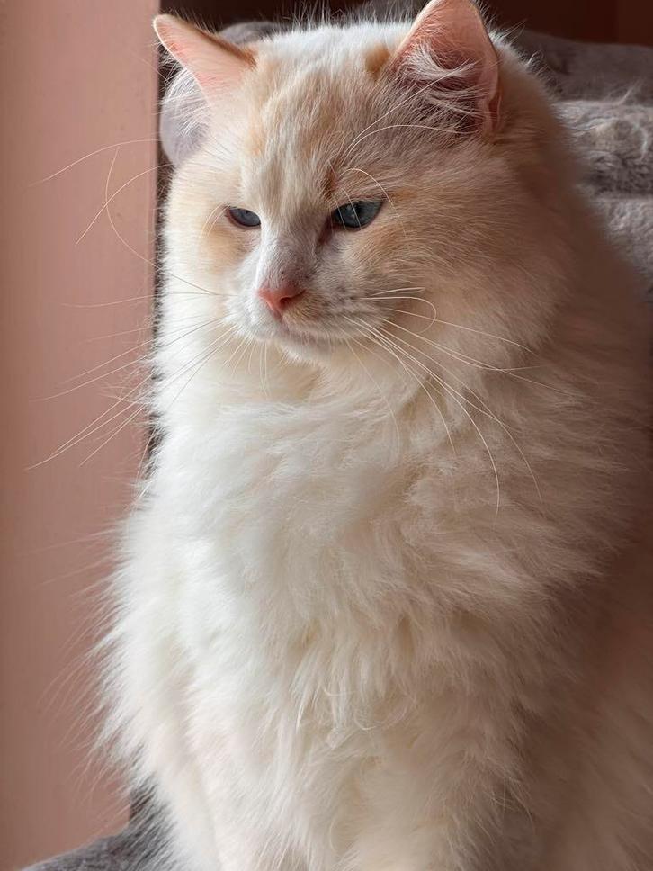 Prachtige red lynx bicolor ragdoll dekkater volledig getest, Dieren en Toebehoren, Katten en Kittens | Dekkaters