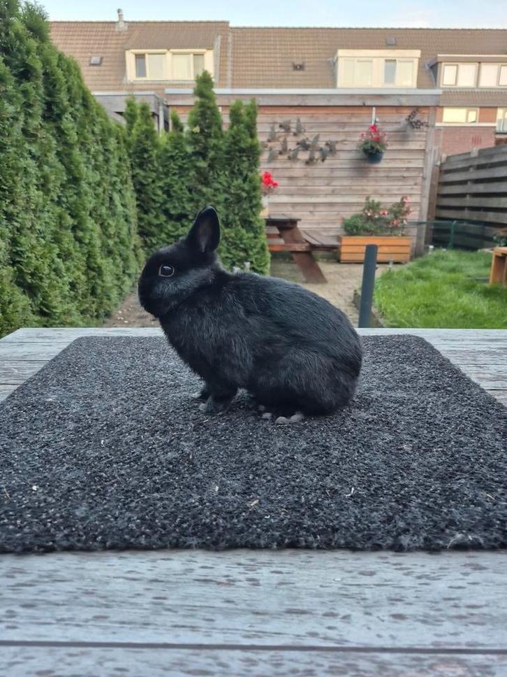 Prachtig kleurdwerg koppel zwart, Dieren en Toebehoren, Konijnen, Dwerg, Meerdere dieren