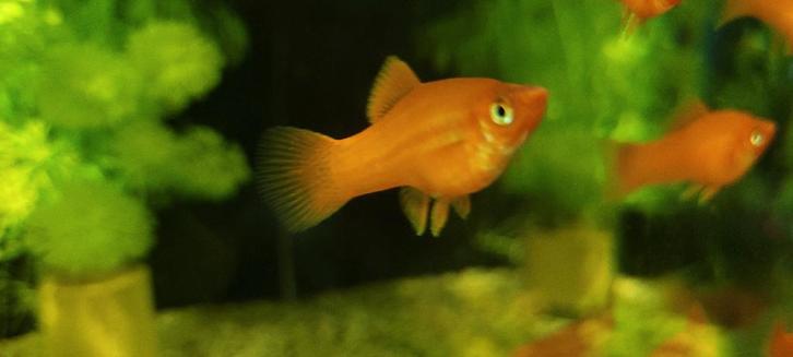 Zwaarddragers (Xiphophorus hellerii), Dieren en Toebehoren, Vissen | Aquariumvissen, Zoetwatervis, Vis, Schoolvis