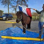 IJslander / IJslandse merrie 15 jaar en jonge hengst v. 2025, Dieren en Toebehoren, Merrie, Recreatiepaard, Gechipt, 11 jaar of ouder
