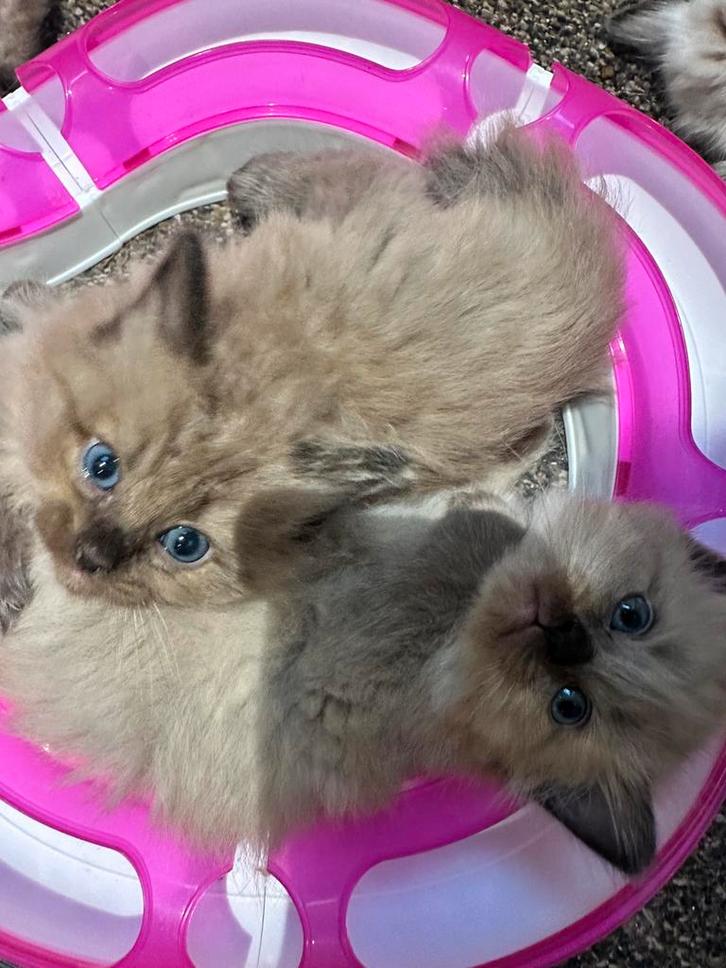 100% ragdoll kittens met garantie, Dieren en Toebehoren, Katten en Kittens | Raskatten | Langhaar, Meerdere dieren, Ontwormd, Ingeënt