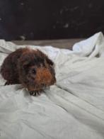 Te koop jonge cavia's zeugjes beertjes, Dieren en Toebehoren, Knaagdieren, Oktober, Meerdere dieren, Cavia